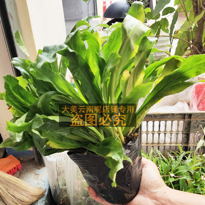 老缅芫荽苗盆栽大香菜刺芹大苗