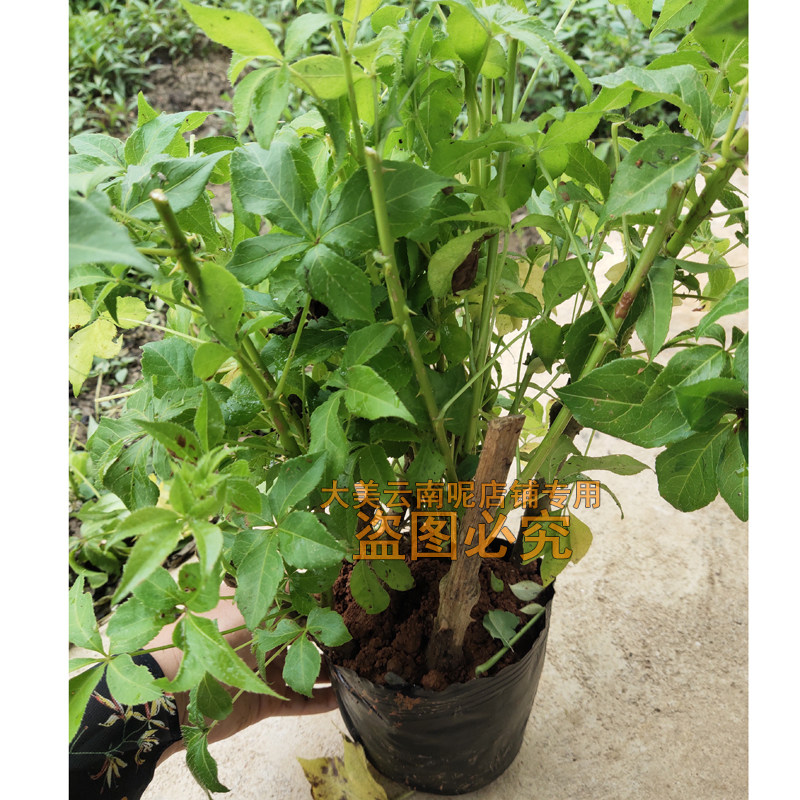 五加风5棵装大苗五叶刺加皮种子种苗云南野生刺五加皮树苗扦插种