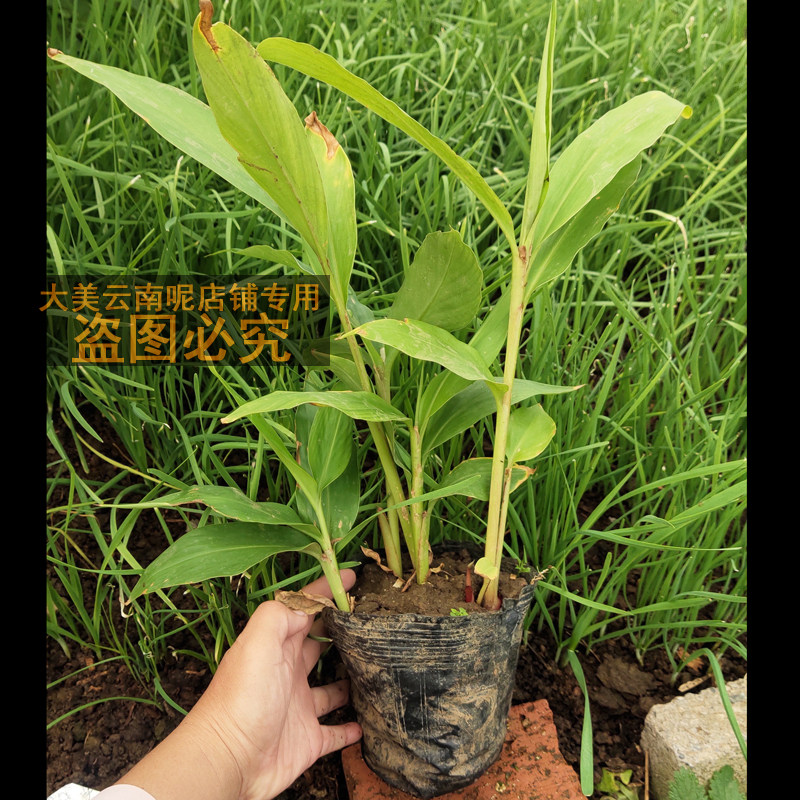 白姜花苗野姜球根花苗盆栽姜花种头盆小苗带土带根庭院阳台栽种