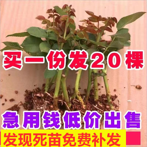 玫瑰花苗大花月季苗四季开花包邮