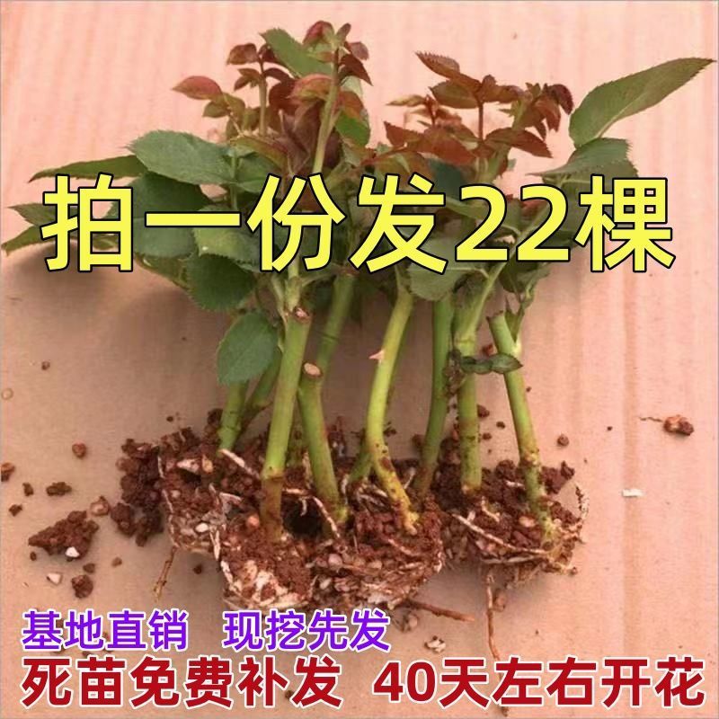 月季花苗老桩玫瑰花苗四季开花大花月季扦插苗室内外阳台好养活图片