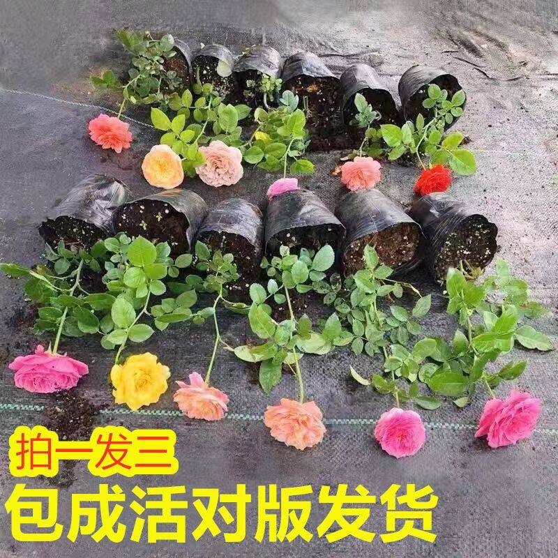 原盆月季花苗四季开花爬藤欧月带花苞庭院藤本大苗开花植物蔷薇