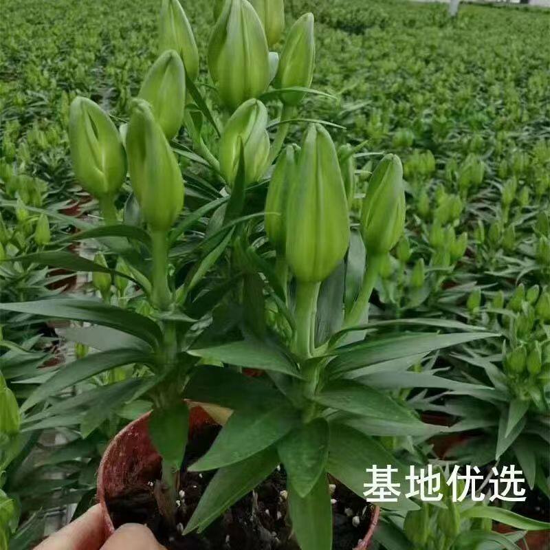 带花苞香水百合花苗盆栽浓香多季开花室内外观花植物桌面花卉绿植