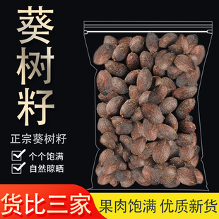 葵树子中药材药用中草药材大全500克新鲜葵树籽干货蒲扇子蒲葵子