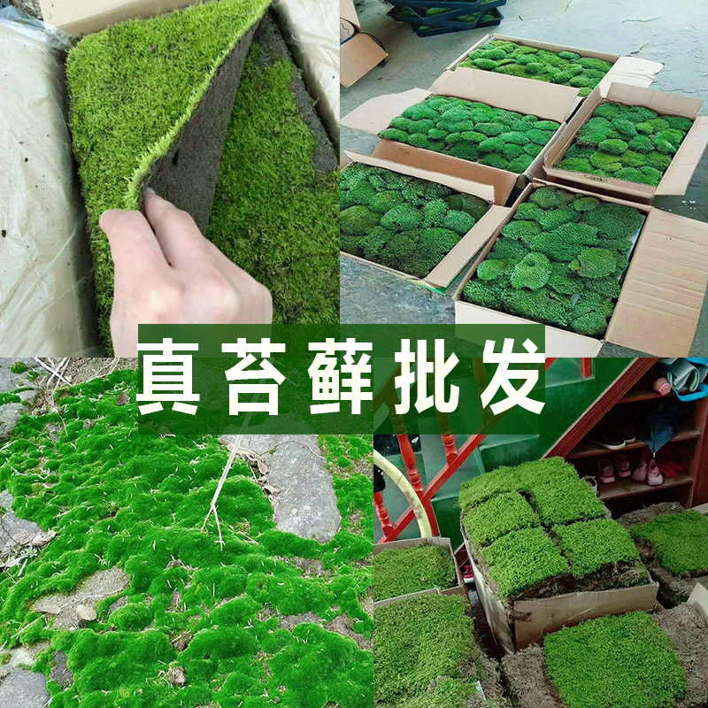 青苔苔藓植物鲜活园林庭院青苔批发工程乌龟造景微景观白发藓盆景