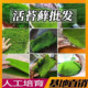苔藓植物鲜活青苔微景观大灰白发藓假山庭院兰花铺面苔藓草皮批发