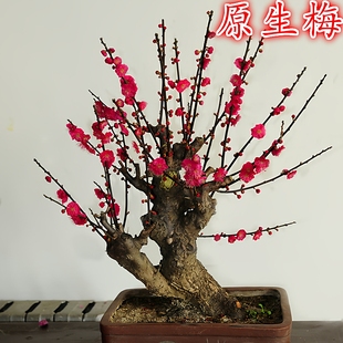原生梅花盆栽红梅老桩盆景绿萼梅朱砂梅树桩带花芽发货一物一拍