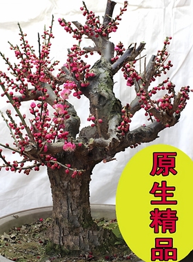 原生梅花树苗室内外耐寒绿植花卉腊梅老桩朱砂红梅大盆景梅花盆栽