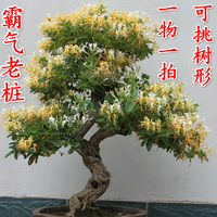 別墅庭院金銀花老樹樁