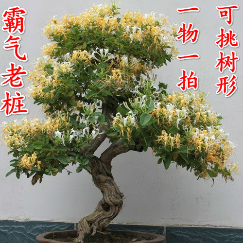 别墅庭院金银花老树桩