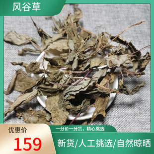 山间谷草 风谷草200g 风柜斗草干货风谷草新鲜干货风鼓草风骨草