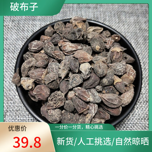 山间谷草 破布子 破布木果树子破果子破子破斧子仙枝子500克