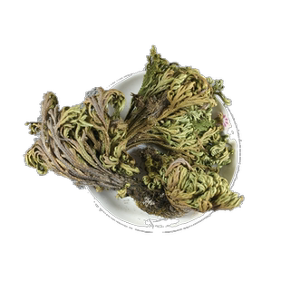 优选九死还魂草 500g 卷柏 老虎爪 长生草 不死草新货非中药材粉