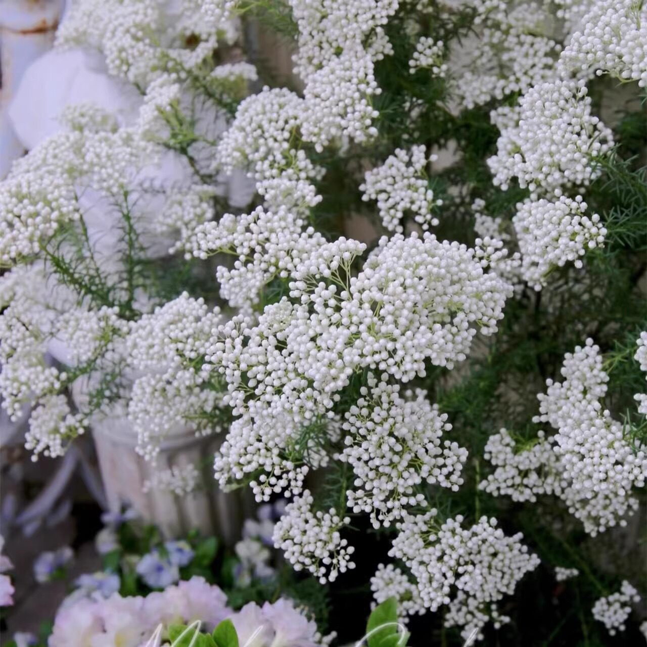 澳洲米花盆栽 室内阳台庭院花镜植物 耐寒常绿多年生好养活