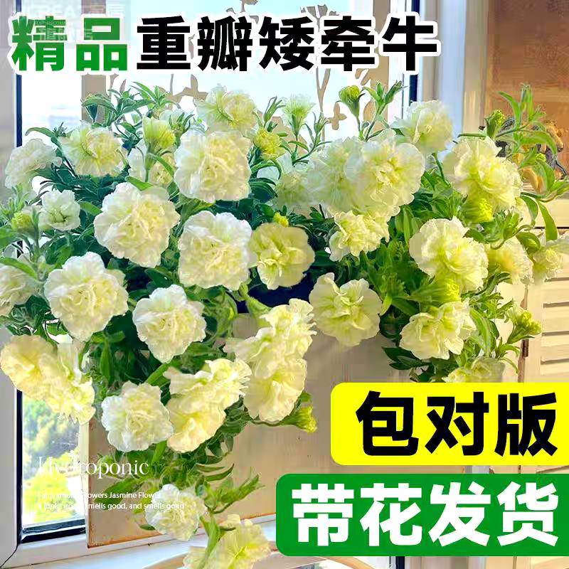 矮牵牛花苗垂吊盆栽带花发货包活