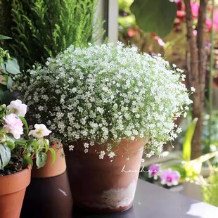 吉普赛满天星盆栽细叶满天星室外阳台花卉花期长好养带花发货