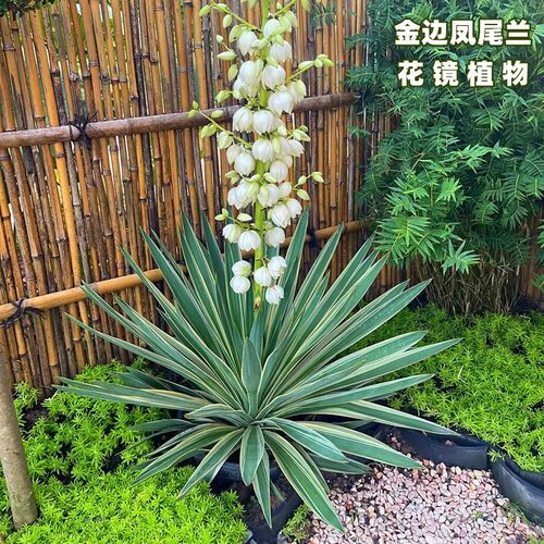 金边凤尾兰龙舌兰花镜植物庭院花园盆栽多年生耐寒花卉四季绿植