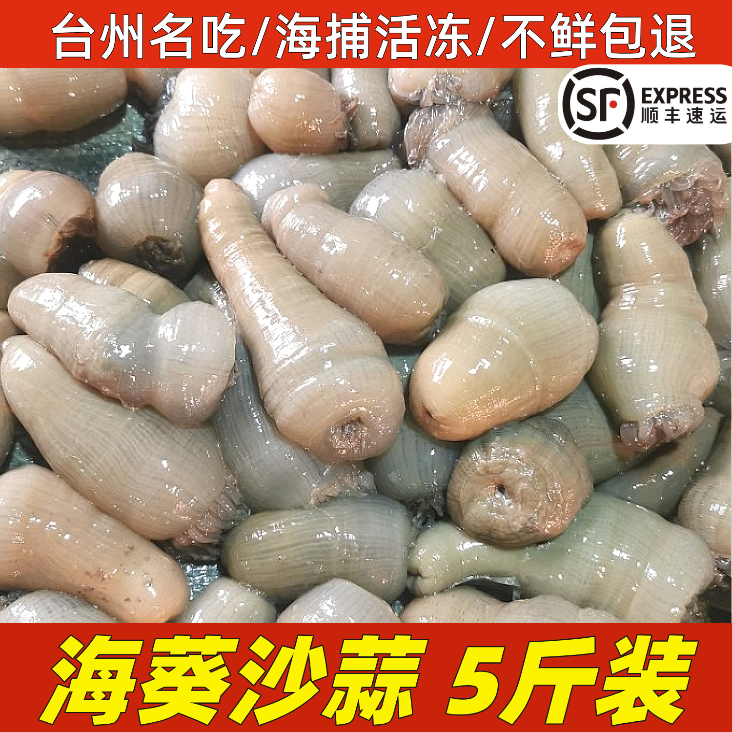 新鲜沙蒜海葵鲜活冷冻5斤