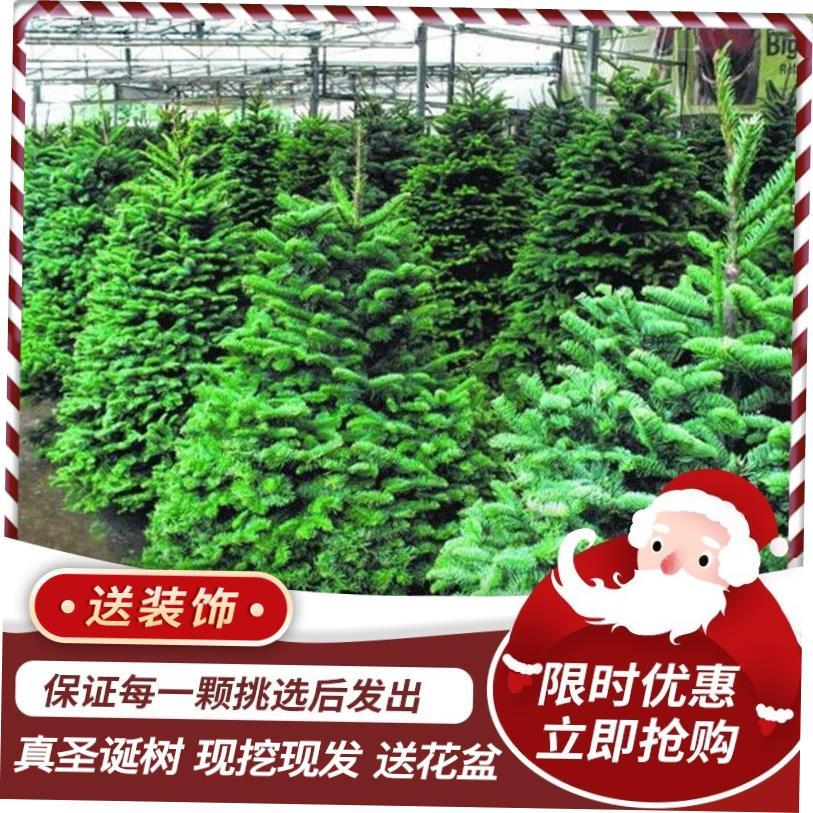 圣诞树Real Christmas tree Norway spruce Real Christmas tree