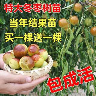 枣树活苗北方南方红枣嫁接超甜特大庭院冬枣地栽果树果苗当年结果