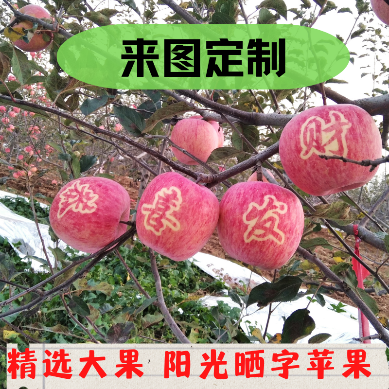 定制苹果阳光晒字来图定制祝福带字山地苹果宜君苹果贡品 2斤包邮