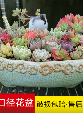 多肉花盆陶瓷特价大口径拼盘创意透气粗陶大号有孔椭圆形造景包邮