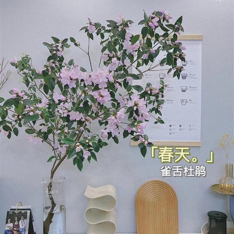 雀舌杜鹃水培植物鲜切枝条盆栽y室内客厅马醉木吊钟树水养花卉绿