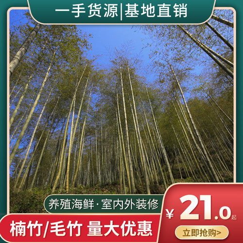 楠竹毛竹海竿紫菜竿海产养殖竿室内室外装饰竹篱笆竹竿可定做包邮