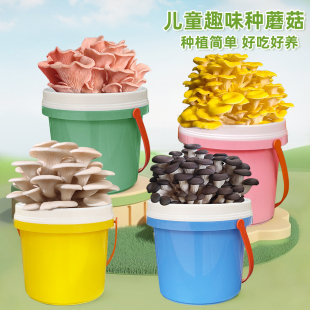 袋盆栽培食用菌阳台菇多肉家庭儿童菌棒室内礼物 平菇蘑菇种植桶装