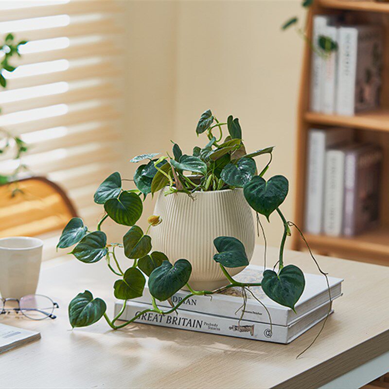 心叶蔓绿绒盆栽室内吊兰垂吊植物四季常青爬藤绿植好养花卉图片