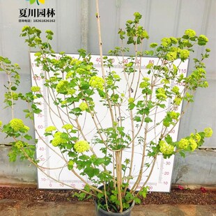 欧洲木绣球玫瑰花树苗别墅庭院盆栽耐寒风景树棒棒糖中华木本绣球