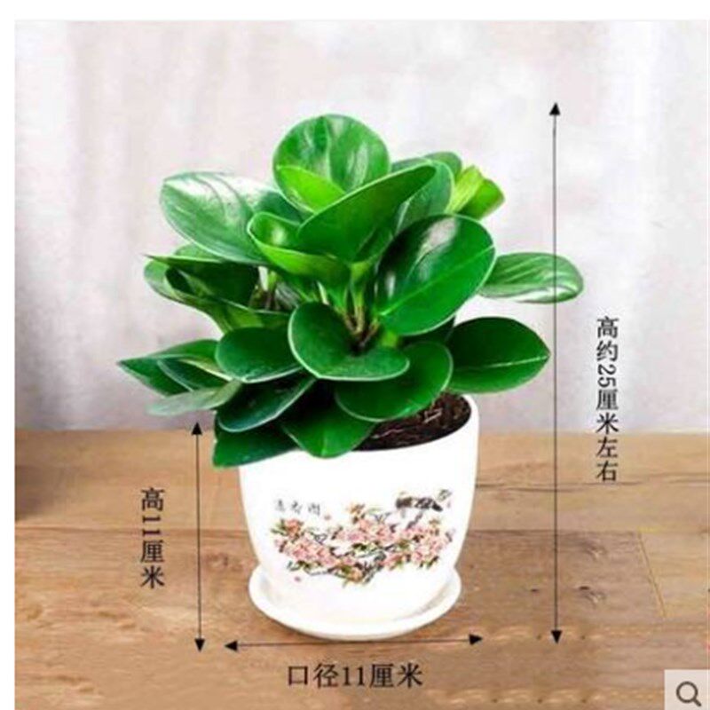 四季常青豆瓣绿吸烟鬼花青叶碧玉室内盆栽水培观叶绿植净化空气