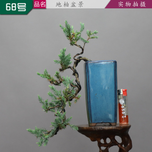 低价悬崖造型地柏小盆景刺柏树微型盆栽室内阳台绿植办公居家植物