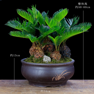 铁树盆景大型植物室内办公室绿植客厅桌面盆栽多头苏铁四季常青