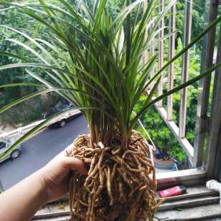 盆栽惠兰带花苞根系发达苗型好 室内花卉植物耐寒易成活开花香