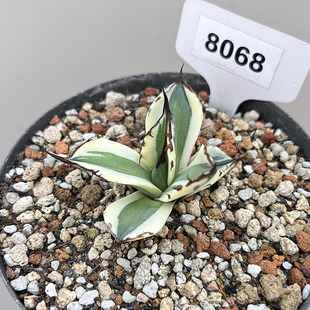 植物员外 龅牙暴牙一物一拍 仁王冠龙舌兰严龙宽覆轮锦绿植盆栽