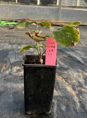 四照花进口花叶红花切诺基日落系列盆栽花卉绿植室外花园植物阳台