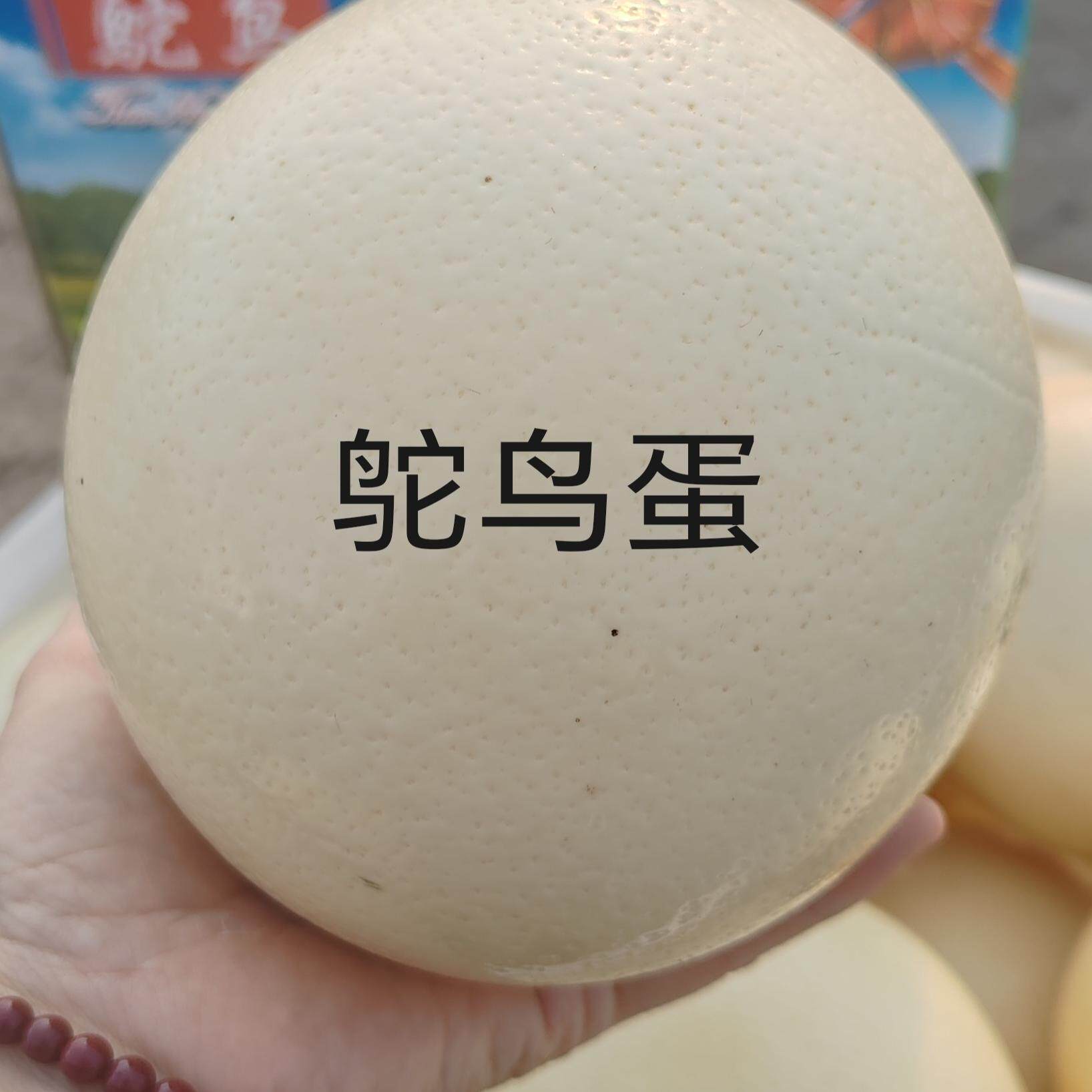 顺丰包邮超大个鸵鸟蛋新鲜可食用蛋礼盒包装