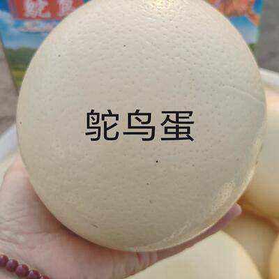 新鲜礼盒装现产现发1枚礼品超大