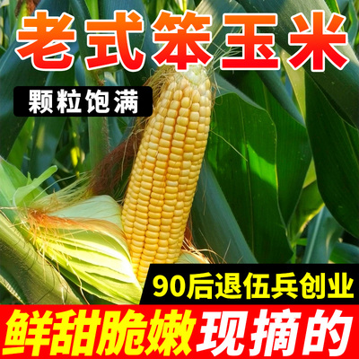 2024年老玉米笨玉米现采现发