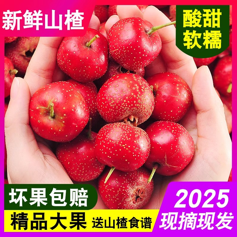 新鲜山楂果大山楂鲜果红果鲜山楂大果山里红冰糖葫芦用现摘生山楂