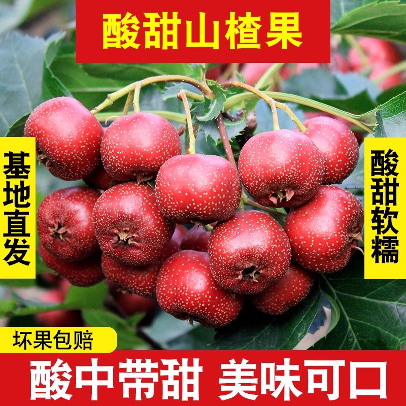 山楂果新鲜山楂鲜果 山里红果酸甜农家大果5斤山楂干冰糖葫芦用