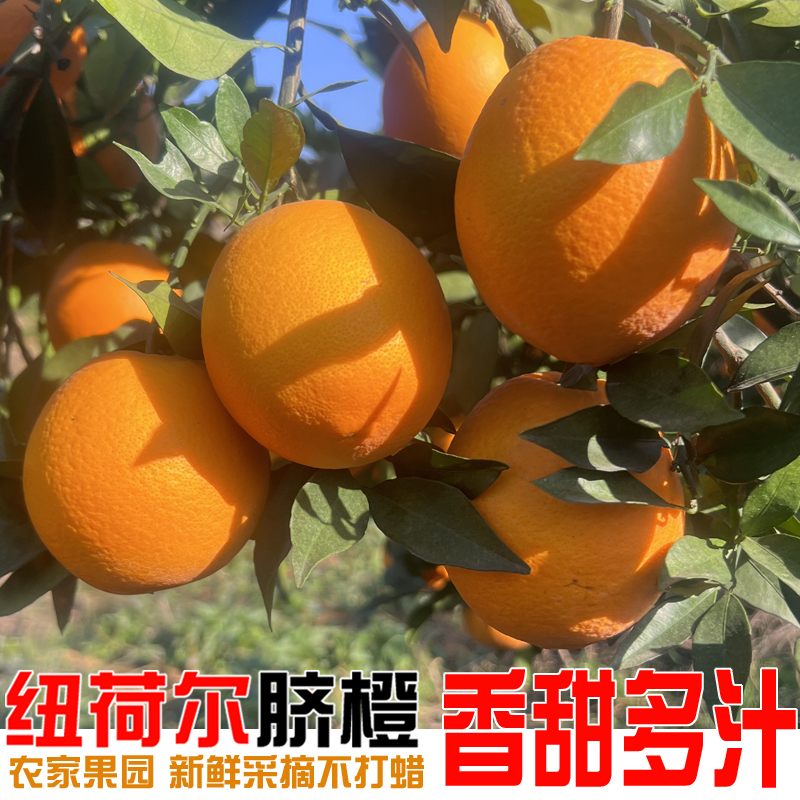 石门高山脐橙现摘现发10斤新鲜当季整箱孕妇水果正宗纽荷尔甜橙子