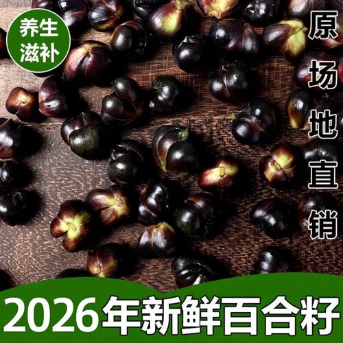 湖南龙山新鲜百合籽药食同源微苦农家特产食用百合子26年新鲜上市