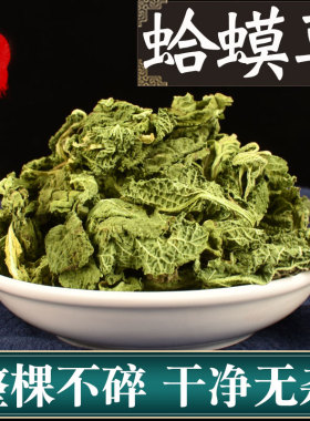 蛤蟆草中药材500g新鲜癞蛤蟆草正品非野生蛤蟆草干的荔枝草雪见草