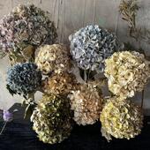 北欧风天然绣球干燥花插花家居软装 饰摆件永生花文艺术覆古店铺陈