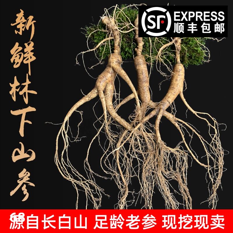 人参长白山野山参长白山鲜林下新鲜东北泡酒移植特产人参20年