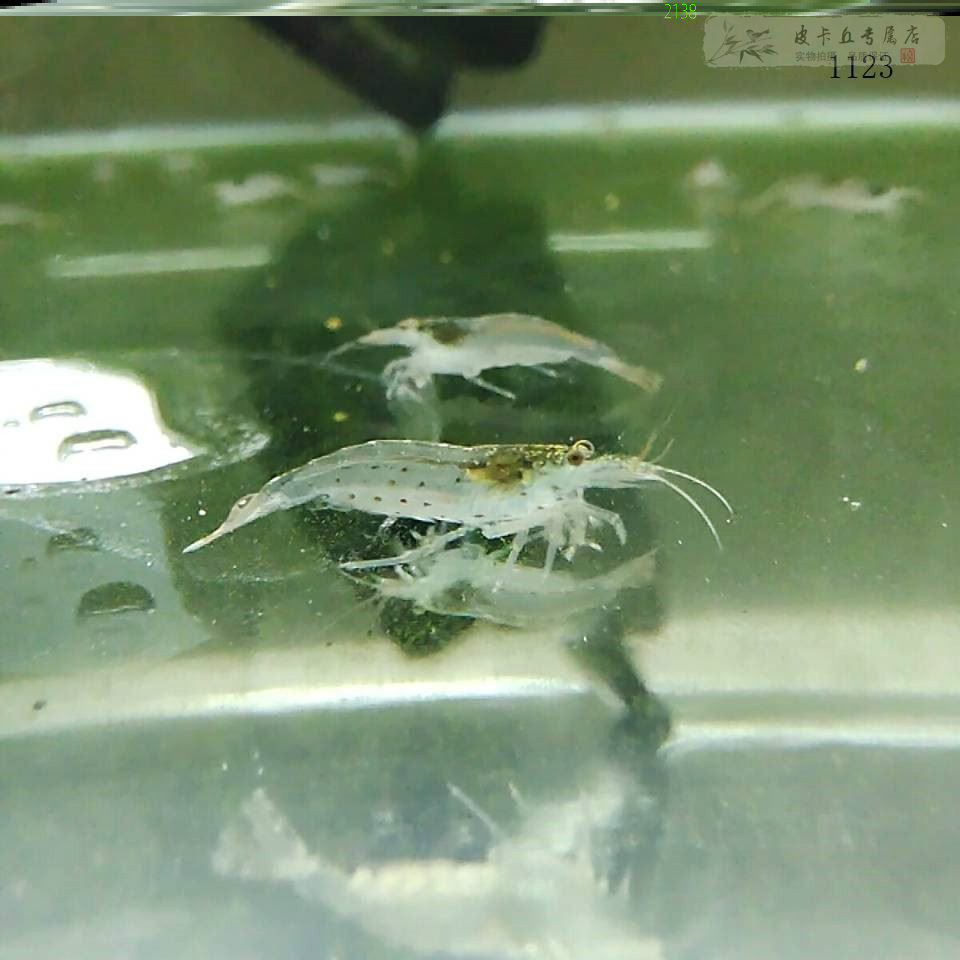 喂乌龟的活虾小虾米龟粮鳄龟饲料观赏淡水清理鱼缸垃圾的虾清洁m