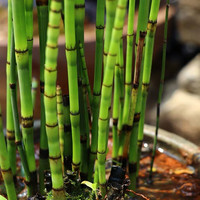 牧云间 木贼盆栽 室内室外可水培水养四季常青耐寒水景净化水质草