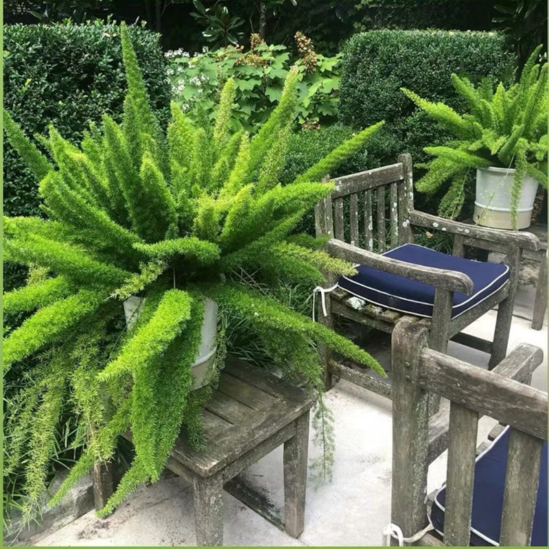 狐尾天门冬盆栽花卉绿植 室外庭院多年生常绿半蔓性草本观叶植物